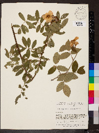 Rosa setigera image