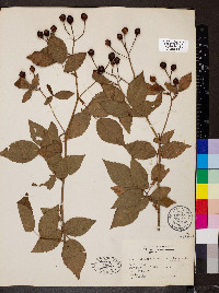 Rosa setigera image