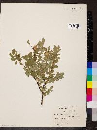 Rosa woodsii image