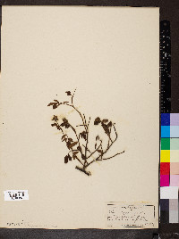 Rosa arvensis image