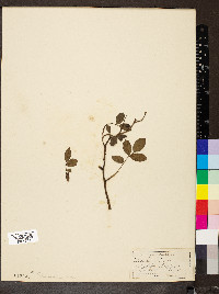 Rosa canina image