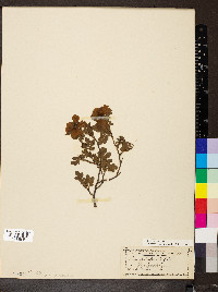 Rosa spinosissima image