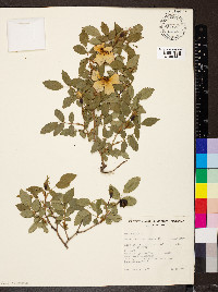 Rosa canina image