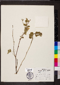 Rubus hispidus image