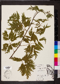 Rubus laciniatus image