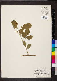 Rubus flagellaris image