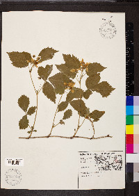 Rubus flagellaris image