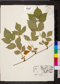 Rubus flagellaris image