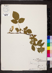 Rubus flagellaris image