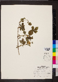 Rubus flagellaris image