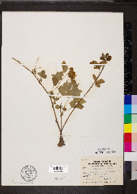 Rubus flagellaris image