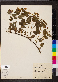 Rubus flagellaris image