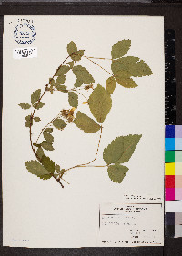 Rubus flagellaris image