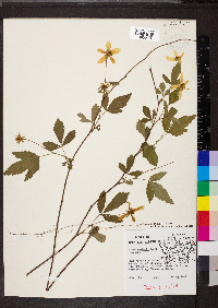 Rubus flagellaris image