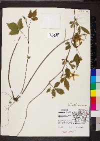 Rubus flagellaris image