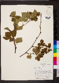 Rubus flagellaris image