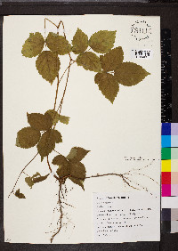 Rubus flagellaris image