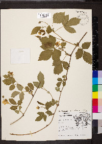 Rubus flagellaris image