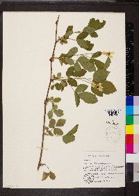 Rubus flagellaris image