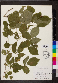 Rubus flagellaris image