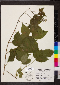 Rubus flagellaris image