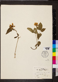 Rubus flagellaris image