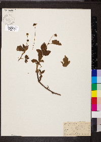 Rubus flagellaris image