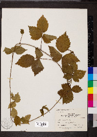 Rubus flagellaris image