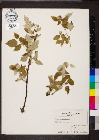 Rubus occidentalis image