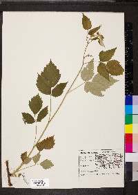 Rubus occidentalis image