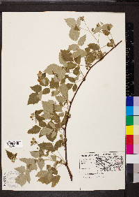 Rubus occidentalis image