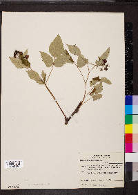 Rubus occidentalis image