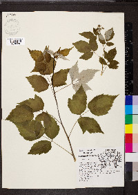 Rubus occidentalis image