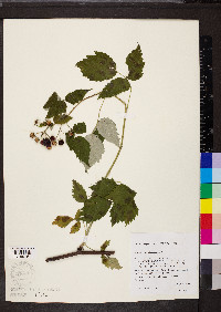 Rubus occidentalis image