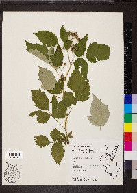 Rubus occidentalis image