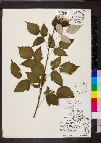 Rubus occidentalis image