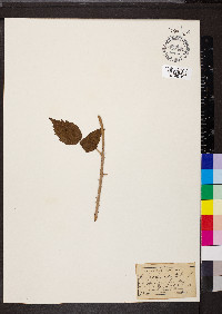 Rubus occidentalis image