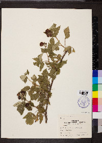 Rubus occidentalis image