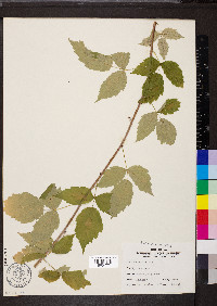 Rubus occidentalis image