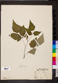 Rubus occidentalis image