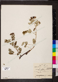 Rubus occidentalis image