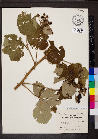 Rubus pubescens image