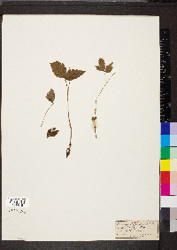 Rubus pubescens var. pubescens image