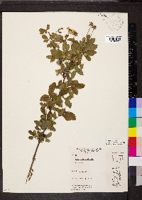 Rubus trivialis image