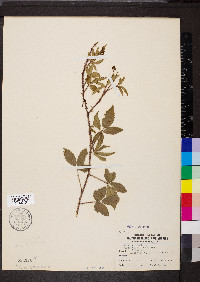 Rubus trivialis image