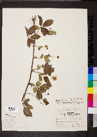 Rubus trivialis image