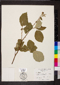 Rubus bifrons image