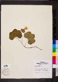 Rubus chamaemorus image