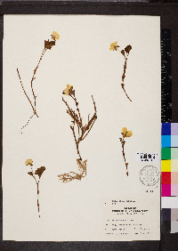 Rubus chamaemorus image