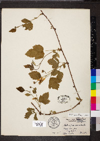 Rubus flagellaris image